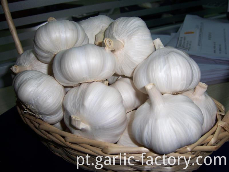 New Crop White Garlic Price in jin xiang